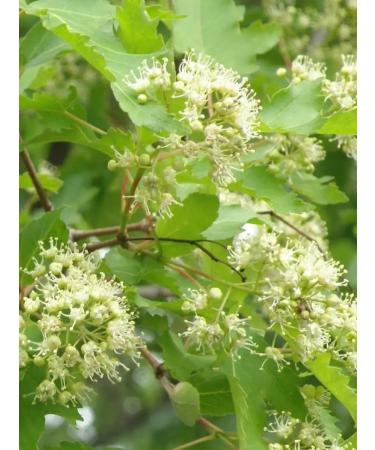 Honey of the Mamdeev family Chernolnolene honey PP products lifestyle - Buy Online on GoSupps.com