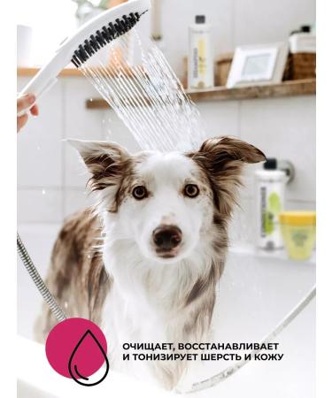 Cherry shampoo for short wool 500 ml - Buy Online on GoSupps.com