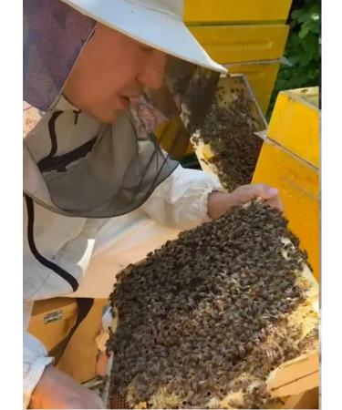 Family Apiary Living House Gift honey set in jars - Buy Online on GoSupps.com