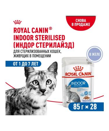 ROYAL CANIN Wet food for sterilized cats in jelly - 85 g x 28 pcs - Buy Online on GoSupps.com