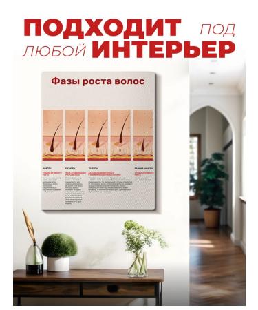 PICASSO is resting Picture on the wall of the phase of hair growth learning - Buy Online on GoSupps.com