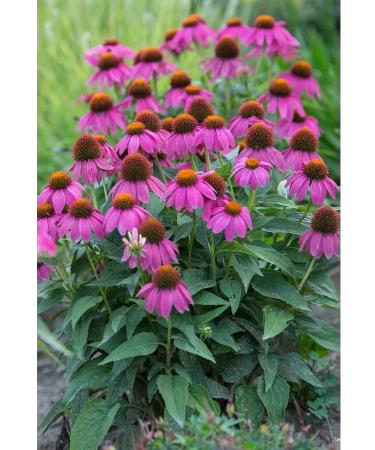 FITO-BAR Echinacea Purple (grass) 100 g. "Vygar - Buy Online on GoSupps.com