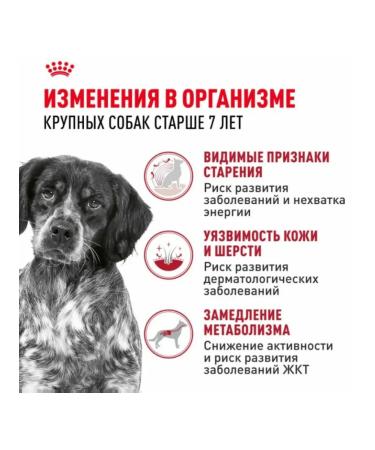 Dry dog food 15 kg - Buy Online on GoSupps.com