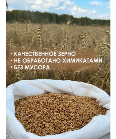 Siberian farmer Fodge wheat for birds and animals 5 kg - Buy Online on GoSupps.com