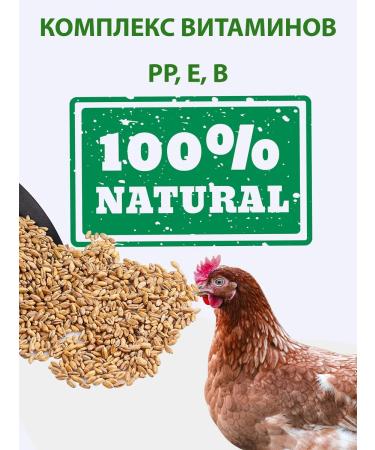 Rosagrozakaz Fodge wheat for birds and animals and germination 10 kg - Buy Online on GoSupps.com