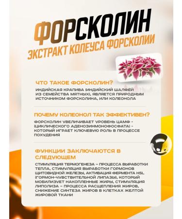 Scitec Nutrition Anabolic complex Myoofactor 285 Persian tea - Buy Online on GoSupps.com