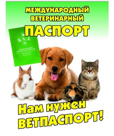 DOGLIKE Veterinary passport (set 30 pieces) - Buy Online on GoSupps.com