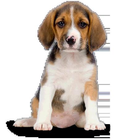 Flea and ticks tablets for large dogs 1000 mg