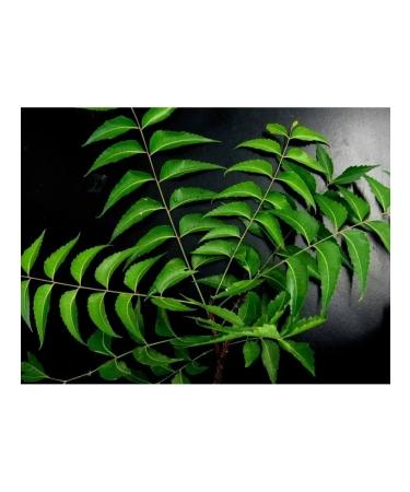 Africa Natural Him powder from wood leaves 100g - Buy Online on GoSupps.com