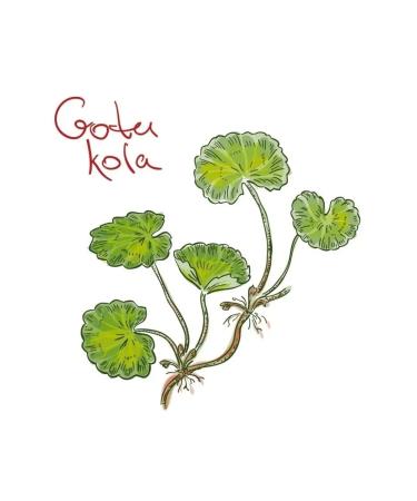 Africa Natural Gotha Kola grass (centella) crushed 100g - Buy Online on GoSupps.com