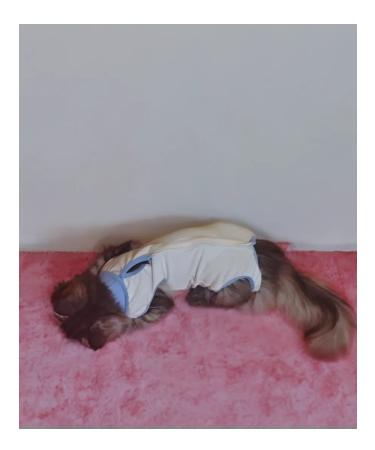 abentex Popon postoperative white for cats - Buy Online on GoSupps.com