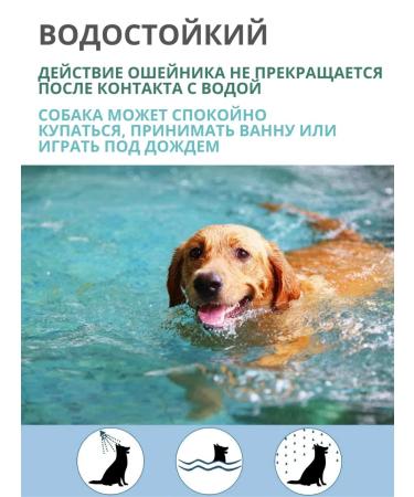 Belch collar and ticks for dogs of small and medium rocks - Buy Online on GoSupps.com