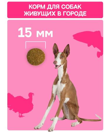 MOLINA Dry food for dogs with turkey and salmon 2 kg - Buy Online on GoSupps.com