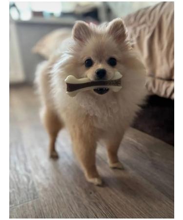 Large toy for large little dogs soft durable bone - Buy Online on GoSupps.com