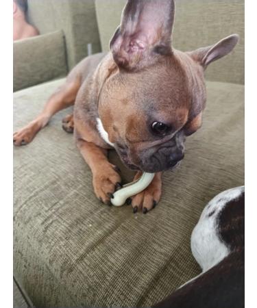 Large toy for large little dogs soft durable bone - Buy Online on GoSupps.com