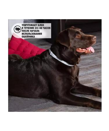 Rolf Club 3D Rolf 3D Club Rolf Rolf collar for small dogs and puppies 40cm - Buy Online on GoSupps.com