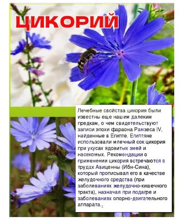 Grandma's Farm Tsikoria soluble lemonnik + sea buckthorn 300g - Buy Online on GoSupps.com