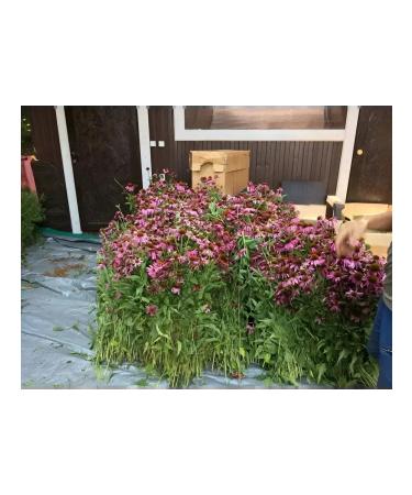 Danila Travnik Gathering for diseases of the pancreas Altai 150g - Buy Online on GoSupps.com