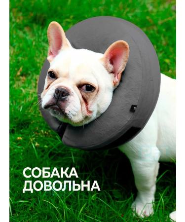 Pet protect Collar for cats and dogs - Buy Online on GoSupps.com