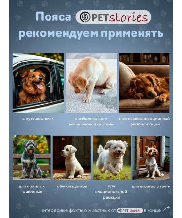 PETstories Jeanovyvye disposable absorbent male belts l - Buy Online on GoSupps.com