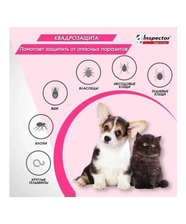 inspector Drops from Mini Blocks Mini 0.5-2 kg - Buy Online on GoSupps.com