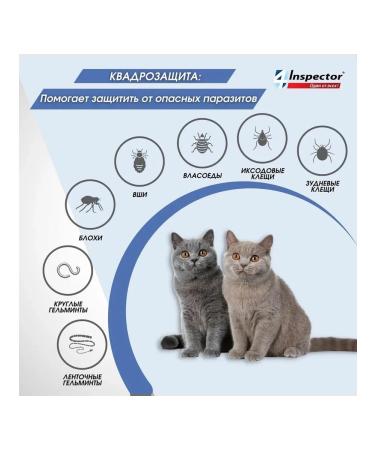 inspector Drops from the ticks of the KUADRO BLOCH BLOCHS to 4 kg - Buy Online on GoSupps.com