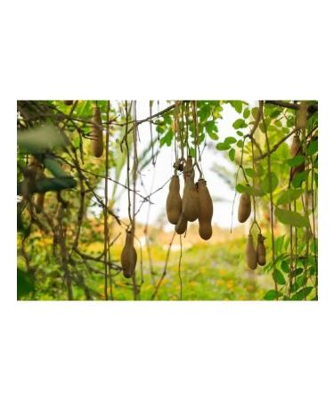 Africa Natural Powder from the fruits of Kigelia African (Kigelia Africana) - Buy Online on GoSupps.com