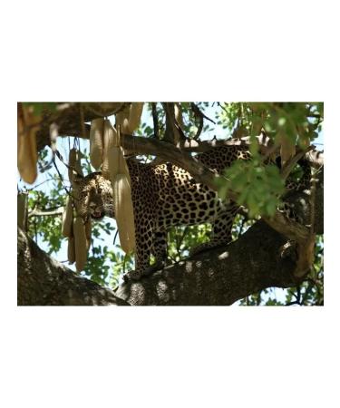 Africa Natural Powder from the fruits of Kigelia African (Kigelia Africana) - Buy Online on GoSupps.com