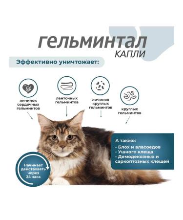 Neoterica Gelmintal Spot-on anthelmintic drops for cats weighing 4-10 kg - Buy Online on GoSupps.com