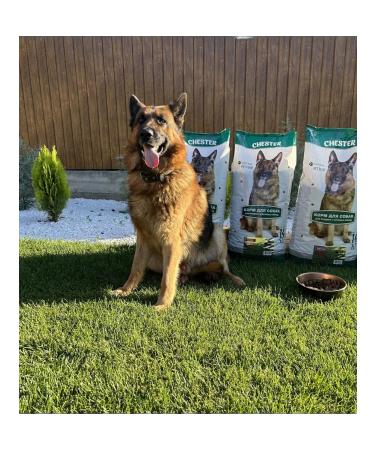 CHESTER Dry food for medium and large puppies meat assorted 14kg - Buy Online on GoSupps.com