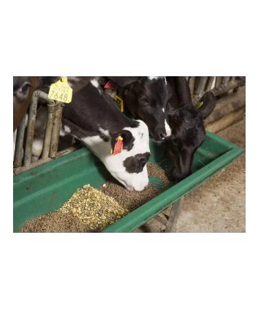 SMARTMEAL Beet beet melassa fodder for fishing and fertilizers - Buy Online on GoSupps.com