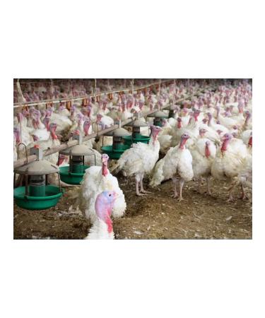 SMARTMEAL Bone flour Fod for birds of chickens Flower fertilizer - Buy Online on GoSupps.com