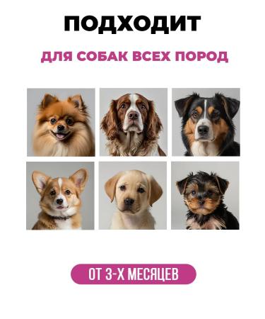 Spets Dog shampoo set air conditioning wool mask - Buy Online on GoSupps.com