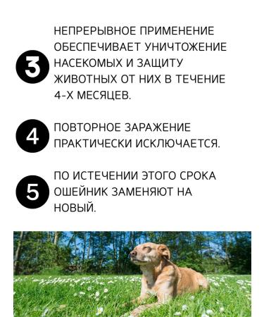 Doctor Zoo Bio -eager for dogs 65 cm red - Buy Online on GoSupps.com