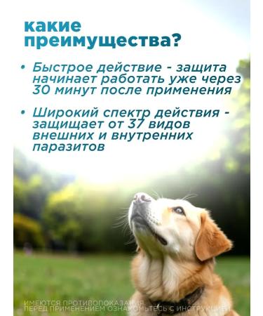 AVZ October ExpressStabs tablets for dogs 30-60 kg - Buy Online on GoSupps.com