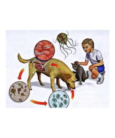 Nimantika Osinol tablets 2 banks from parasites - Buy Online on GoSupps.com