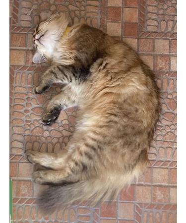 Neoterica Vitamins for cats with Q 10 UT Biotin Plus for cats 120 - Buy Online on GoSupps.com