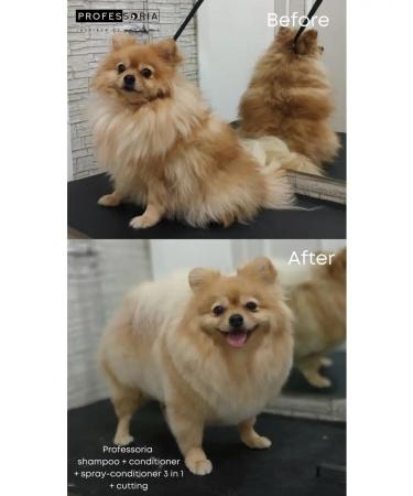 Professoria Deep shampoo for dogs - Buy Online on GoSupps.com