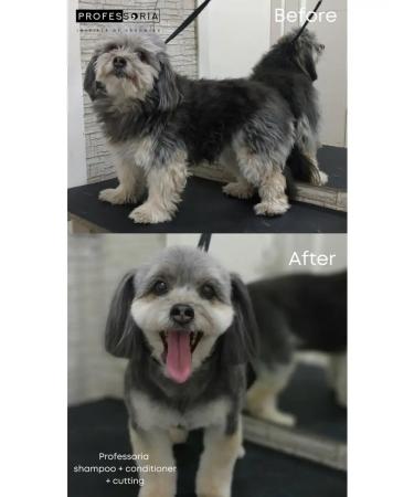 Professoria Deep shampoo for dogs - Buy Online on GoSupps.com