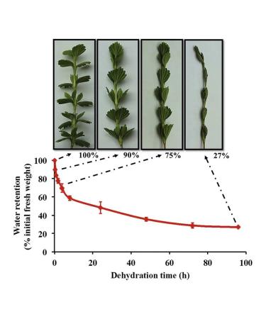 Africa Natural African herbal collection of the Mirotamnus resurrected bush 1 kg - Buy Online on GoSupps.com