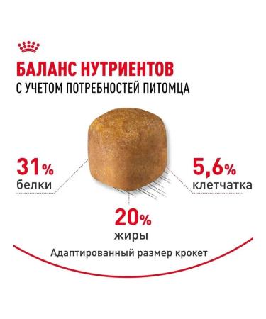 ROYAL CANIN Dry food Maine Coon for cats Maine Kun 2 kg - Buy Online on GoSupps.com