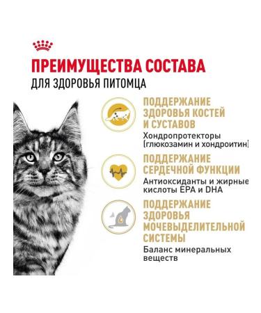 ROYAL CANIN Dry food Maine Coon for cats Maine Kun 2 kg - Buy Online on GoSupps.com