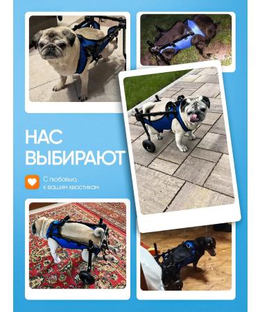 Wheelchair for dogs on the hind legs - Buy Online on GoSupps.com