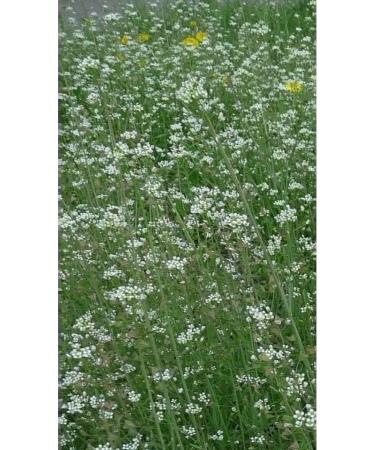 Shepherd's Purse 50 g Horst - Buy Online on GoSupps.com