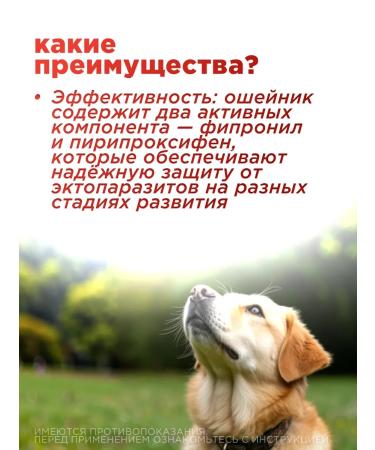 Neoterica Collar insectal for medium and large dogs 65 cm - Buy Online on GoSupps.com