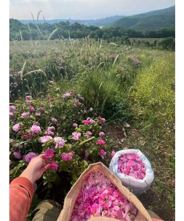 Treasures of Crimea Facial cream anti -aging nutrient moisturizing with rose - Buy Online on GoSupps.com