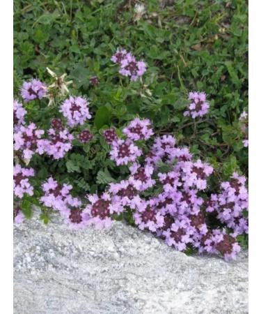 NOYER Thyme mined dried thyme 50 g - Buy Online on GoSupps.com