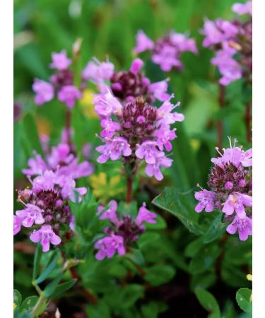 Mountain herbs Thyme (filter package) - Buy Online on GoSupps.com