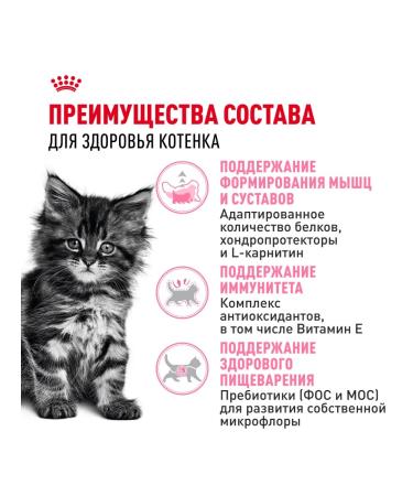 ROYAL CANIN Dry food Main Coon Kitten for kittens Maine-kun 4kg x 2pcs - Buy Online on GoSupps.com