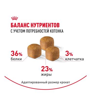 ROYAL CANIN Dry food Main Coon Kitten for kittens Maine-kun 4kg x 2pcs - Buy Online on GoSupps.com